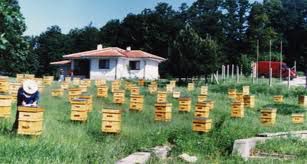Половината от средствата по националната пчеларска програма вече са ангажирани