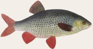От 18 април 2011 г. се забранява риболова 