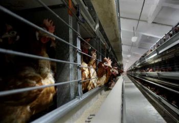 Десетки хиляди европейци се обединиха срещу необогатените клетки за кокошки носачки