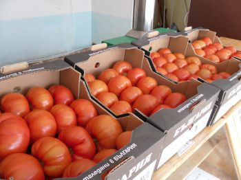 Розовият домат на GIMEL разбива  гръцкия си конкурент