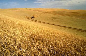 Земеделците от „Филип Тотю” – Две могили с ръст на добивите от пшеница  