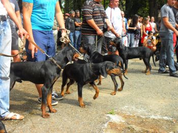 Днес избират шампионите при българските породи кучета