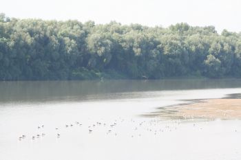 Dunava