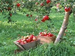 Празник на ябълката в село Екзарх Йосиф