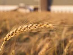 Зърнопроизводството отчита по-висок добив и по-добро качество на зърното