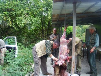 Наслука тръгна първият за сезона свински лов на авджиите в Пиргово 