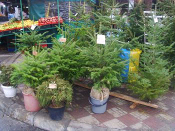 Живите дръвчета - жива мъка за предприемачите в елховия бизнес по Коледа
