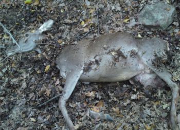 Разследват пазач на басейн за смъртта на малко еленче