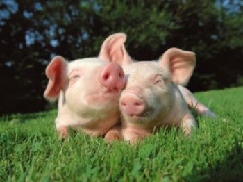 Щастливи свине, нещастни свиневъди... и потребители
