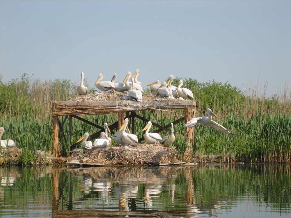 Гнездовият период на къдроглавите пеликани в резерват Сребърна завърши  