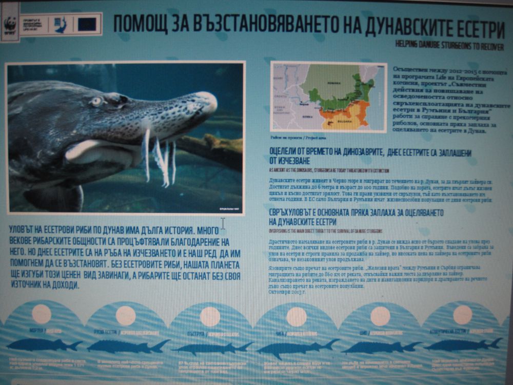 На връх Никулден WWF постави информационно табло в защита на дунавските есетри пред музея в Русе