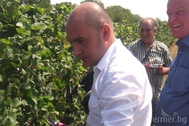 МЗХ очаква реколта от близо 200 хиляди тона грозде