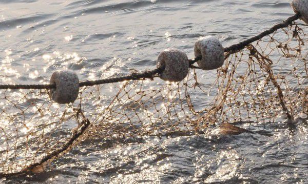 Две рибарски мрежи са извадени от езерото Сребърна