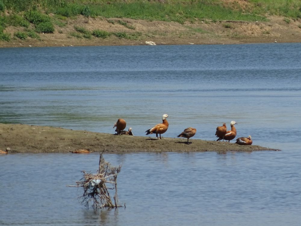 Изкуствено размножени птици бяха пуснати край язовира в Антимово