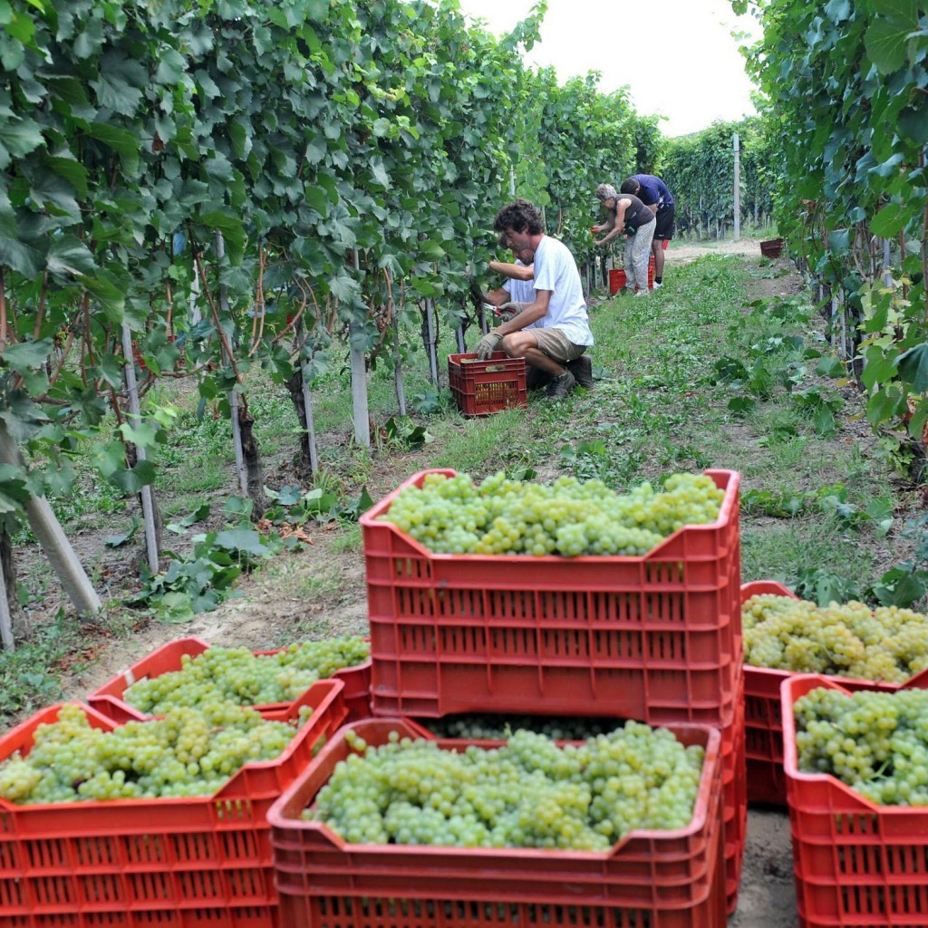 Нови винени сортове грозде  за България отглеждат в Русенско 