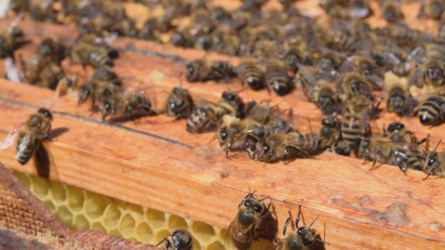 Тровят пчелите в Русенска и още 15 области