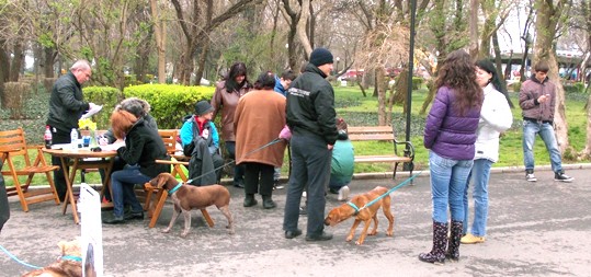 ФестиБау в Парка на младежта среща четирикраки бездомничета и русенци