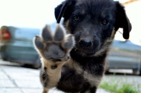 Близо седем пъти е намалял броят на бездомните кучета в Русе  