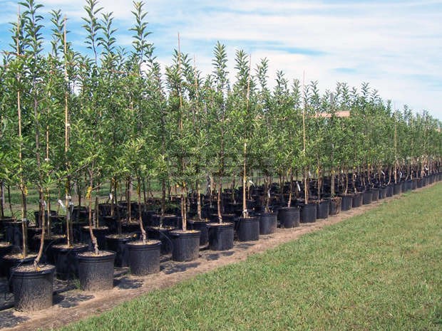 458 нови дървета ще бъдат засадени в Русе 