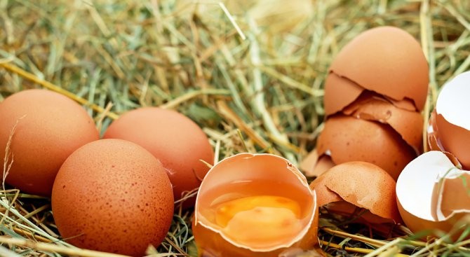 Птичи грип порази най-голямата българска фирма за производство на яйца