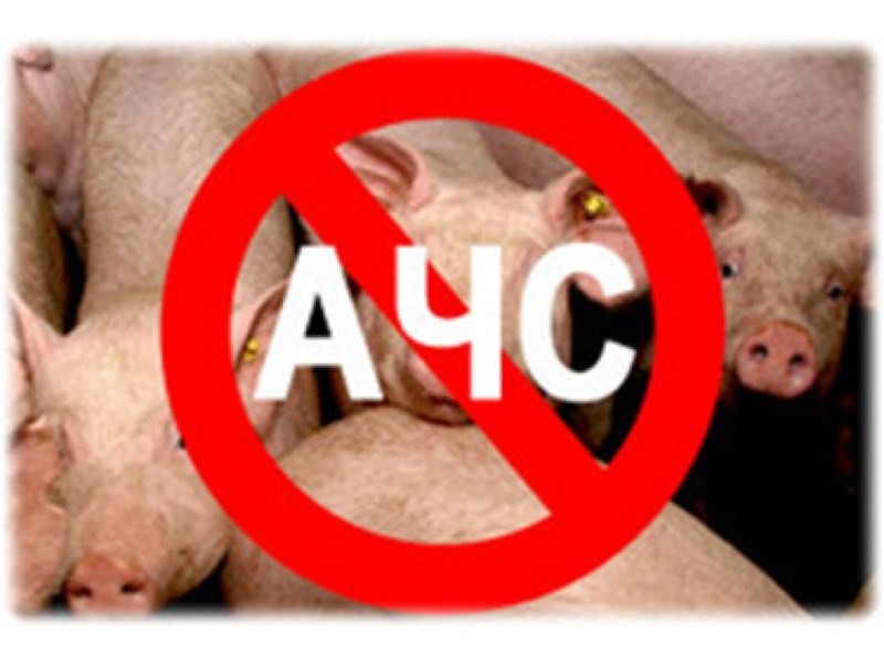 Румънската чума по свинете заплашва и земеделските култури