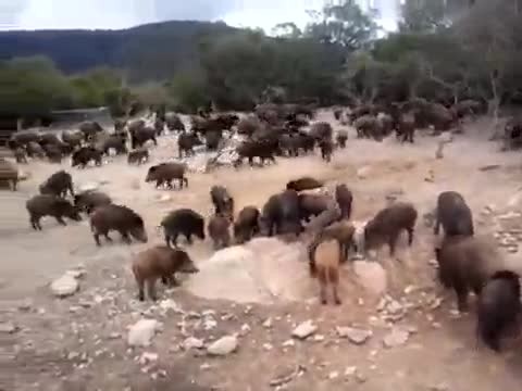 Близо 10 000 ловци от 9 дружества настояват за отмяна на забраната на груповия свински лов