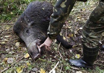 Първи случай в България на африканска чума при дива свиня 