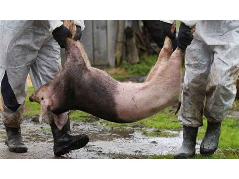 Близо  400 000 прасета са умъртвени в Румъния заради африканската чума