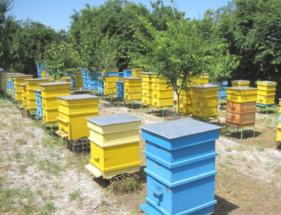 От 12 ноември започва прием по мерките от Националната програма по пчеларство  за периода 2017-2019 г. 