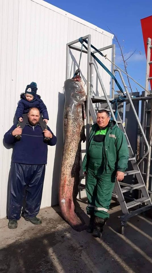 Рекорд на Дунава в последния ден на декември 2018: Сом 138 кг. и дълъг 2,5 м се оплете в мрежата на русенците Димитър и Стефан