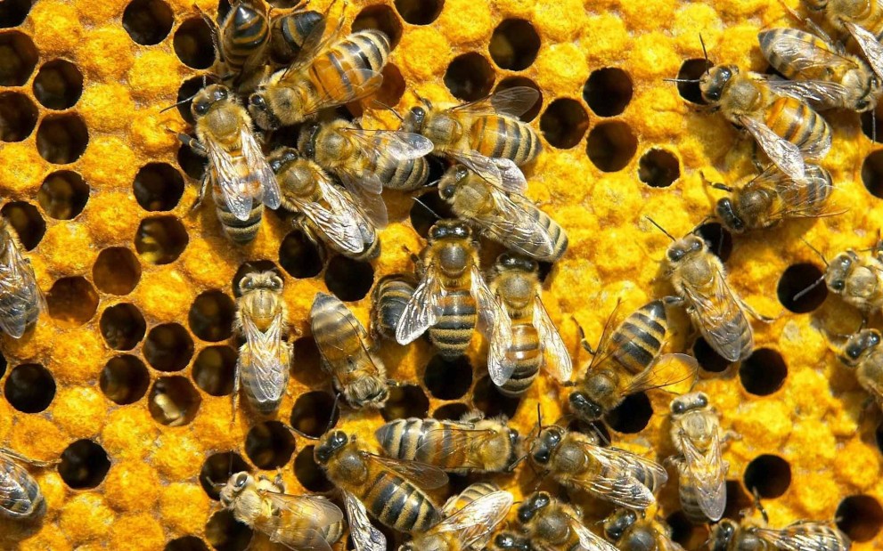 Пчеларите ще бъдат компенсирани с 600 хил. лв. за щети от растителна защита                 