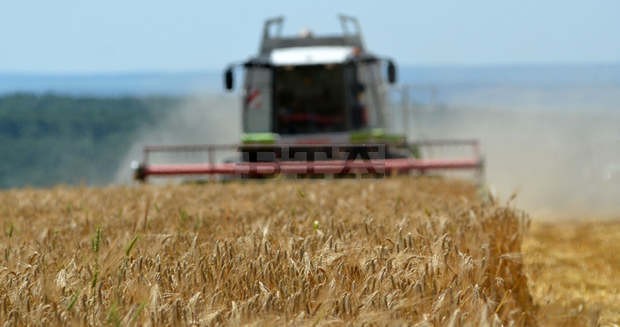 Започна жътвата на пшеница в Русенско