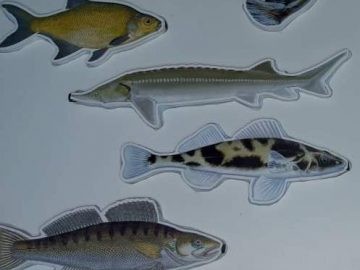 Деца ще изучават богатството от дунавски риби в Екомузея с  аквариум в Русе