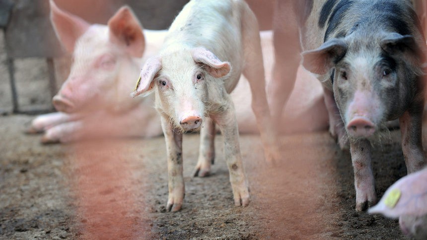7 опита за износ на месо от инфектираните зони, нови случаи на Африканска чума бяха потвърдени в Плевенско
