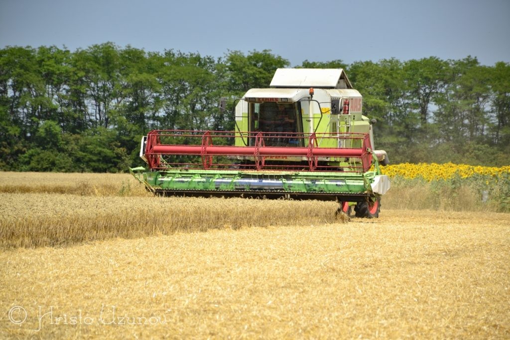 Земеделци прибират по 622 кг пшеница от декар в Русенско