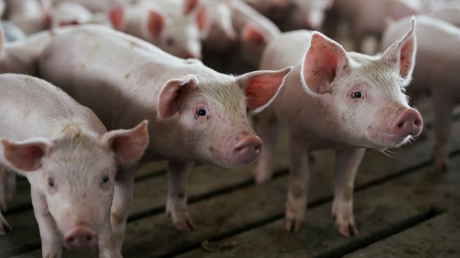 БАБХ потвърди две нови огнища на Африканска чума при домашни свине за първи път в област Русе