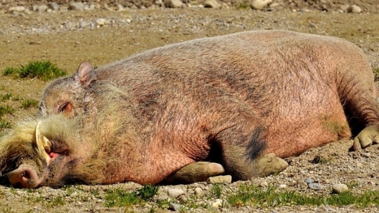БАБХ констатира още едно огнище на Африканска чума при дива свиня, този път в Горно Абланово