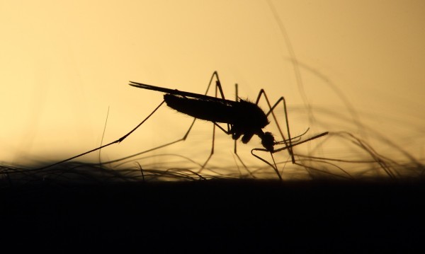 Авиационното пръскане срещу комари по Дунава край Русе ще се състои утре, а не в събота