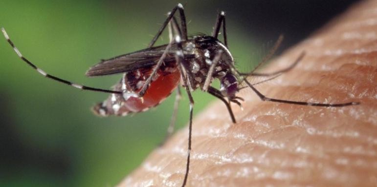 Комарите като истинските убийци  царство не хапят случайни хора