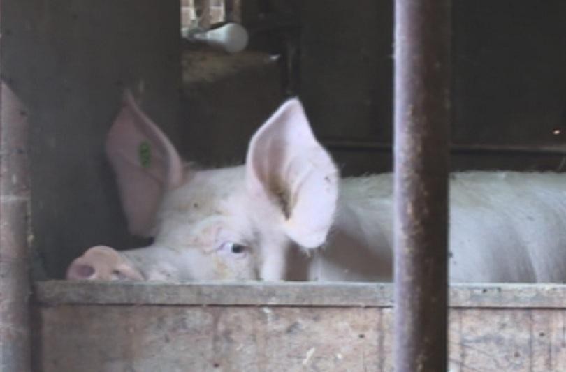 Африканската чума по прасетата влезе в синекомплексса в Караманово