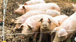    Общо 4600 прасета от свинекомплекса трябва да бъдат умъртвени