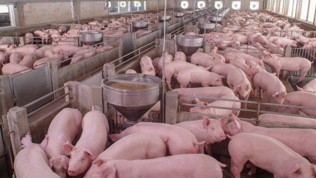 В свинекомплекса в Голямо Враново прасетата не мрат, не искат да ги загробват заради недоказана чума