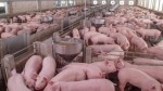 Загробените в Русенско свине вече прехвърлиха 70 000