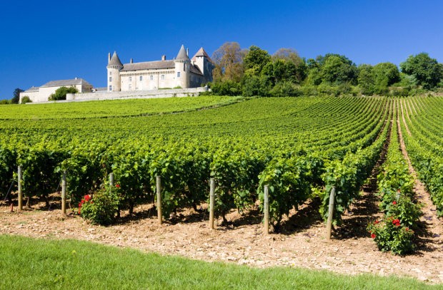 Екстремното време ще ореже винената реколта на Франция тази година с 12%