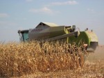Жътвата на царевица в Борово, Русе и Сливо поле вече завърши