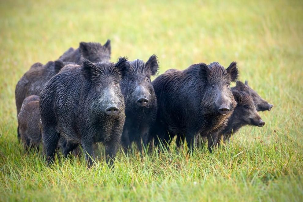 33 дружинки в Русенско откриват днес свинския лов