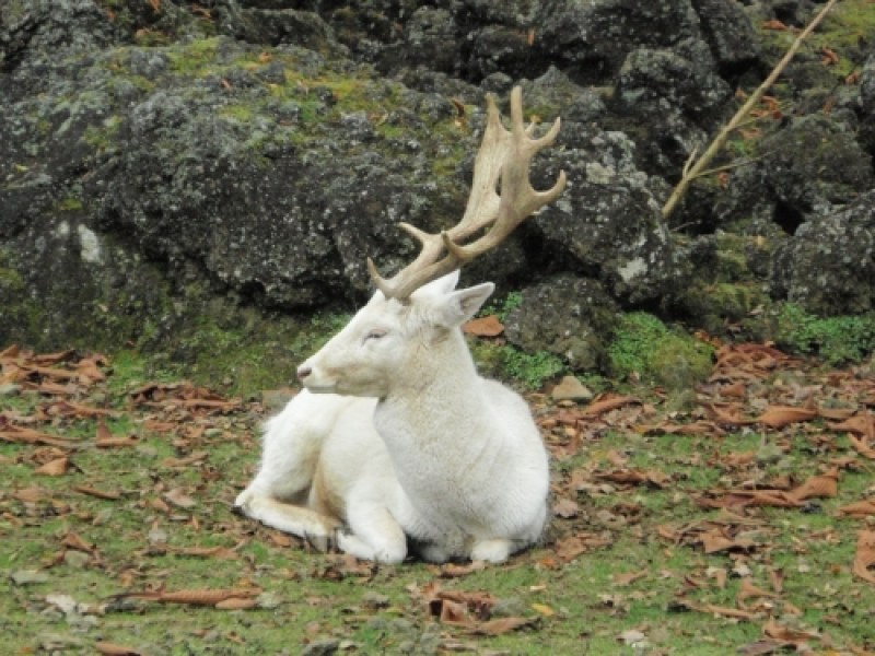 Бял елен слезе от Балкана, изненада жителите в Карловско