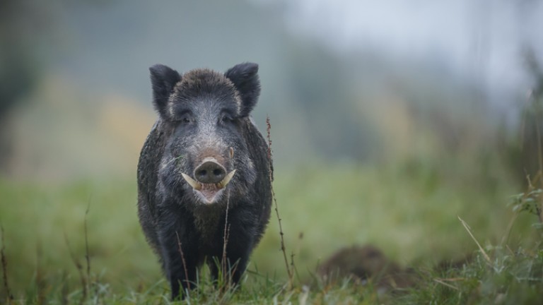 3.7 млн. лв. се предоставят за предотвратяване разпространението на Африканска чума по свинете в България