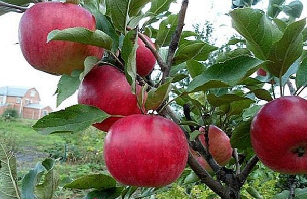 Червените ябълки изчезват заради климатичните промени