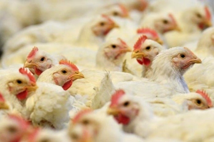 Птичи грип открит в Полша 